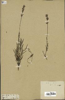 spécimen de Lavandula officinalis