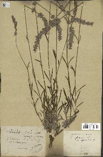 spécimen de Lavandula officinalis