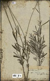 spécimen de Lavandula officinalis