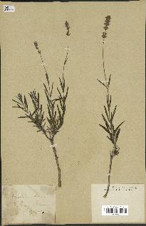 spécimen de Lavandula officinalis