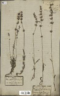 spécimen de Lavandula officinalis