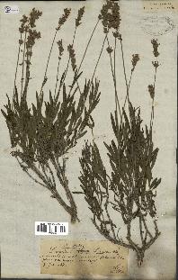 spécimen de Lavandula officinalis