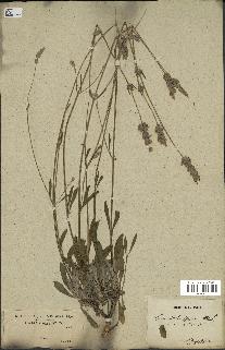 spécimen de Lavandula officinalis