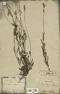 spécimen de Lavandula officinalis