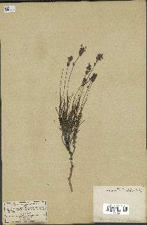 spécimen de Lavandula officinalis