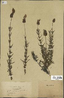 spécimen de Lavandula pedunculata