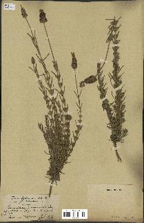 spécimen de Lavandula pedunculata