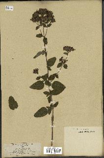 spécimen de Origanum vulgare