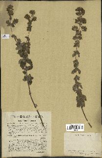 spécimen de Origanum vulgare