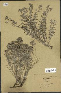 spécimen de Teucrium capitatum