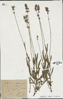 spécimen de Lavandula spica