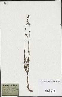 spécimen de Lavandula spica