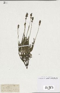 spécimen de Lavandula spica