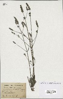 spécimen de Lavandula vera