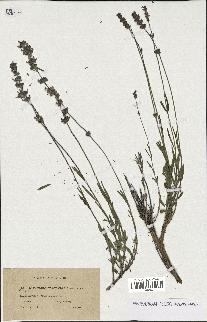 spécimen de Lavandula fragrans