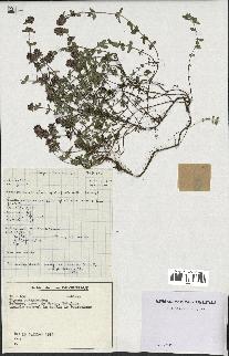 spécimen de Thymus pulegioides