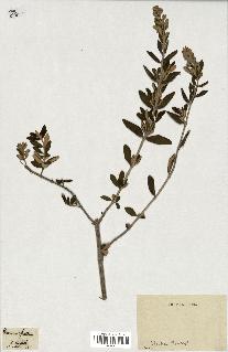 spécimen de Teucrium fruticans