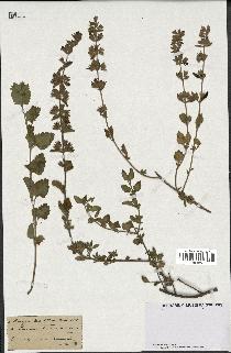 spécimen de Teucrium divaricatum