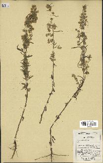 spécimen de Artemisia sp.