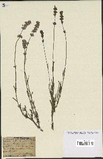 spécimen de Lavandula spica