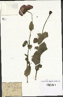 spécimen de Papaver somniferum