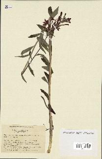 spécimen de Lobelia cardinalis