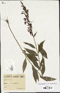 spécimen de Lobelia cardinalis