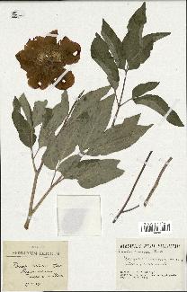 spécimen de Paeonia coriacea