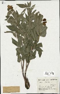 spécimen de Paeonia officinalis