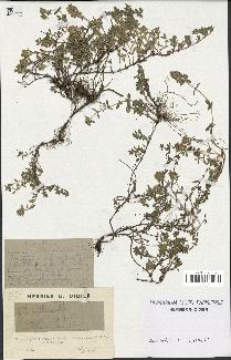 spécimen de Thymus serpyllum