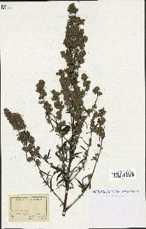 spécimen de Artemisia sp.