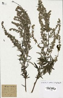 spécimen de Artemisia vulgaris