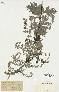 spécimen de Artemisia vulgaris