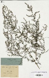 spécimen de Artemisia annua