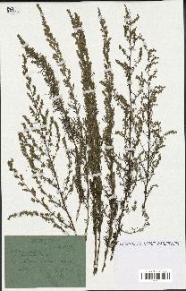 spécimen de Artemisia campestris