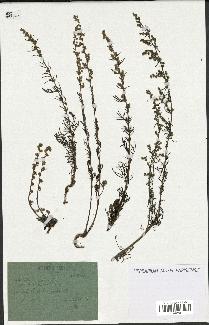 spécimen de Artemisia campestris