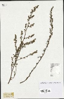 spécimen de Artemisia crithmifolia