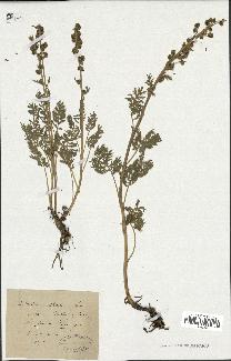 spécimen de Artemisia atrata