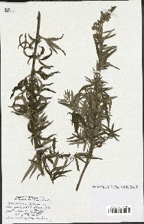 spécimen de Artemisia verlotiorum