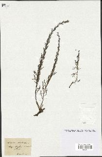 spécimen de Artemisia caerulescens