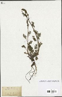 spécimen de Artemisia tanacetifolia