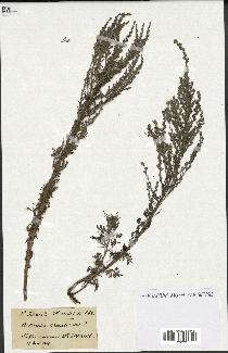 spécimen de Artemisia caerulescens