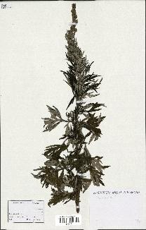 spécimen de Artemisia sp.