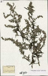 spécimen de Artemisia sp.