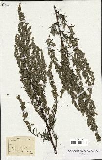 spécimen de Artemisia sp.