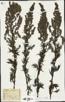 spécimen de Artemisia sp.