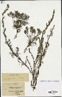 spécimen de Artemisia campestris