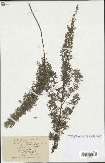 spécimen de Artemisia absinthium