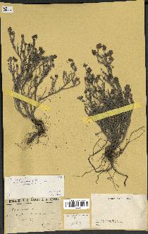 spécimen de Thymus vulgaris