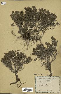 spécimen de Thymus vulgaris